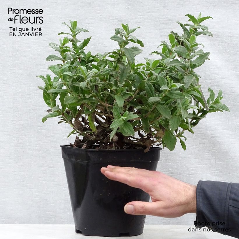 Cistus pulverulentus - Ciste pulvérulent Pot de 2L/3L Ejemplar entregado en invierno