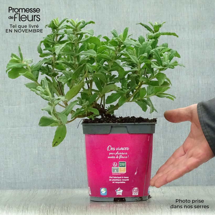 Ejemplar de Cistus pulverulentus - Ciste pulvérulent Pot de 2L/3L entregado en otoño