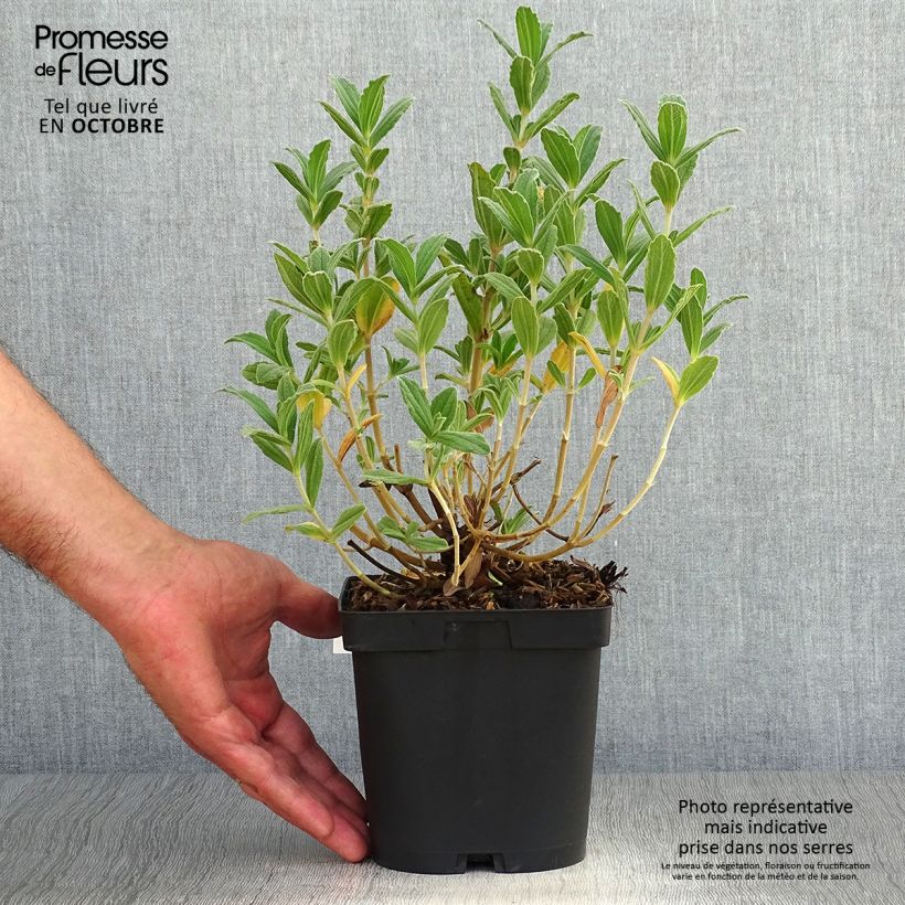 Ejemplar de Cistus pulverulentus Sunset - Ciste pulvérulent Pot de 2L/3L entregado en otoño