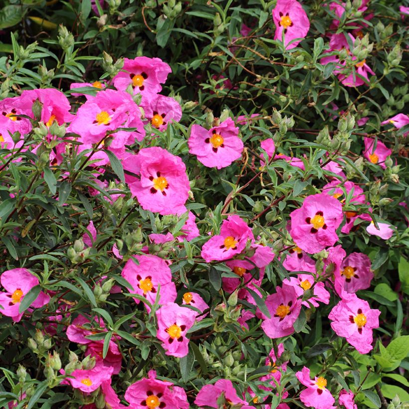 Jara purpúrea - Cistus purpureus (Floración)