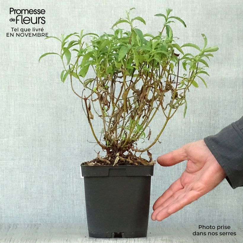 Ejemplar de Cistus purpureus - Ciste pourpre en pot de 2/3L entregado en otoño