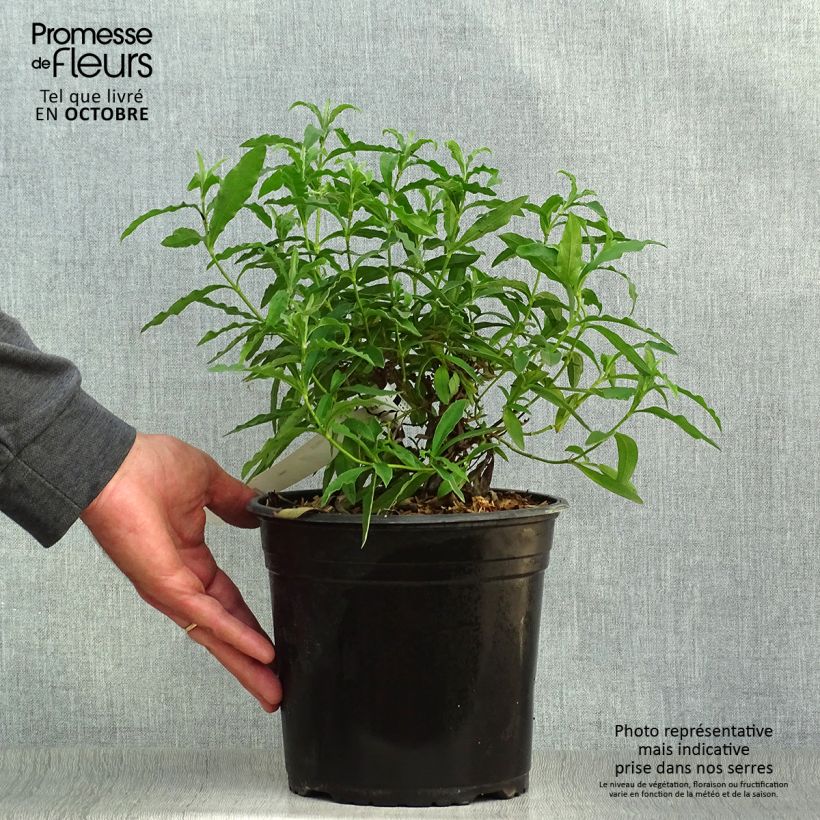 Ejemplar de Cistus purpureus - Ciste pourpre en pot de 4L/5L entregado en otoño