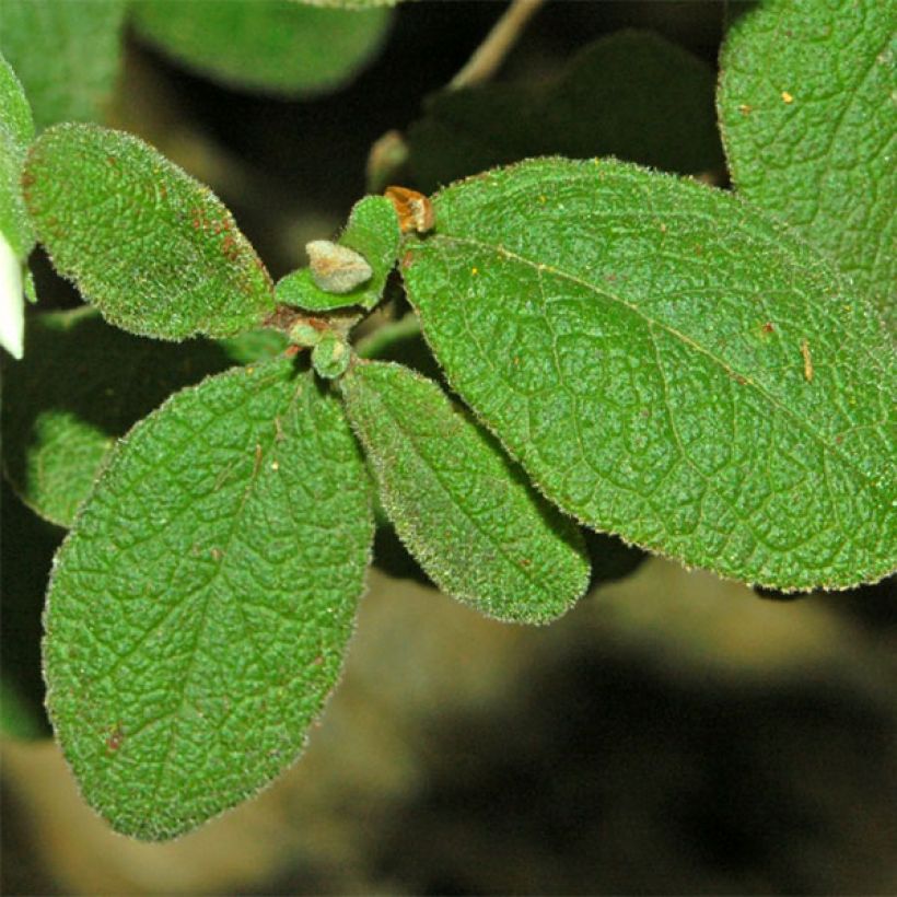 Jaguarzo morisco - Cistus salviifolius (Follaje)