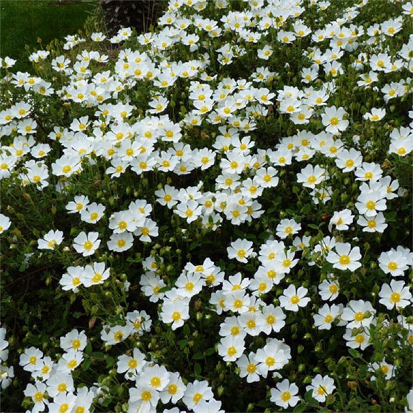 Jaguarzo morisco - Cistus salviifolius (Floración)