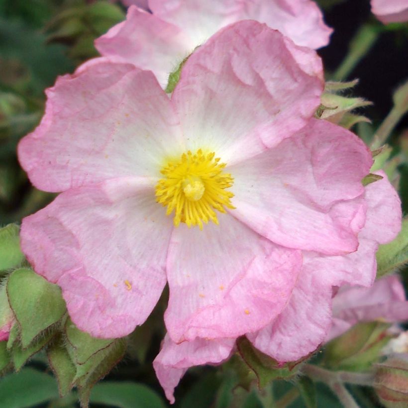 Jara - Cistus argenteus Silver Pink (Floración)