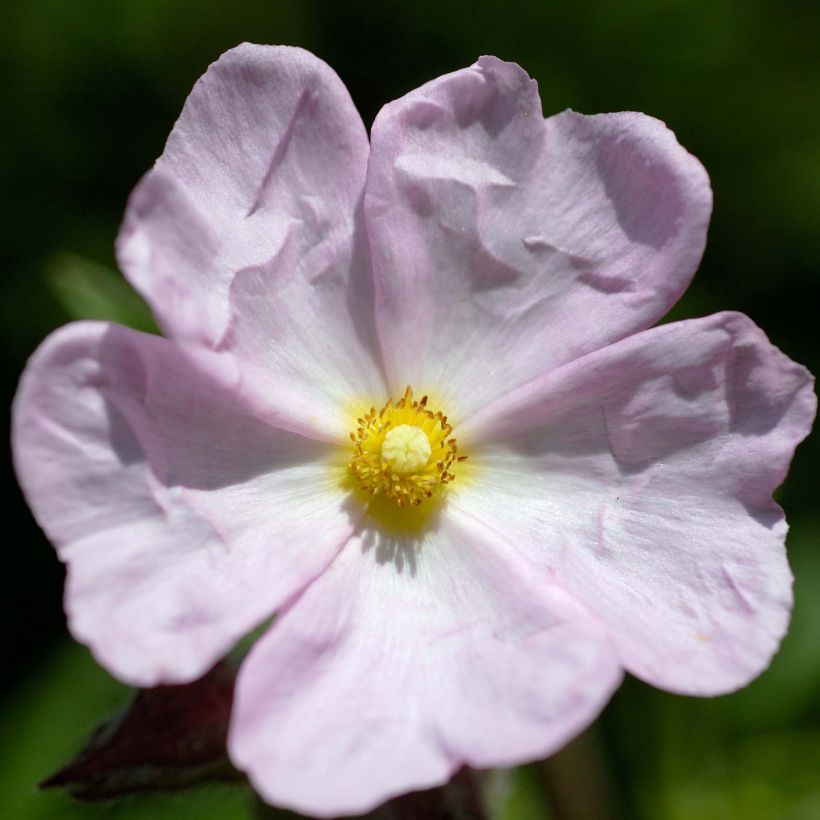 Jara - Cistus skanbergii (Floración)