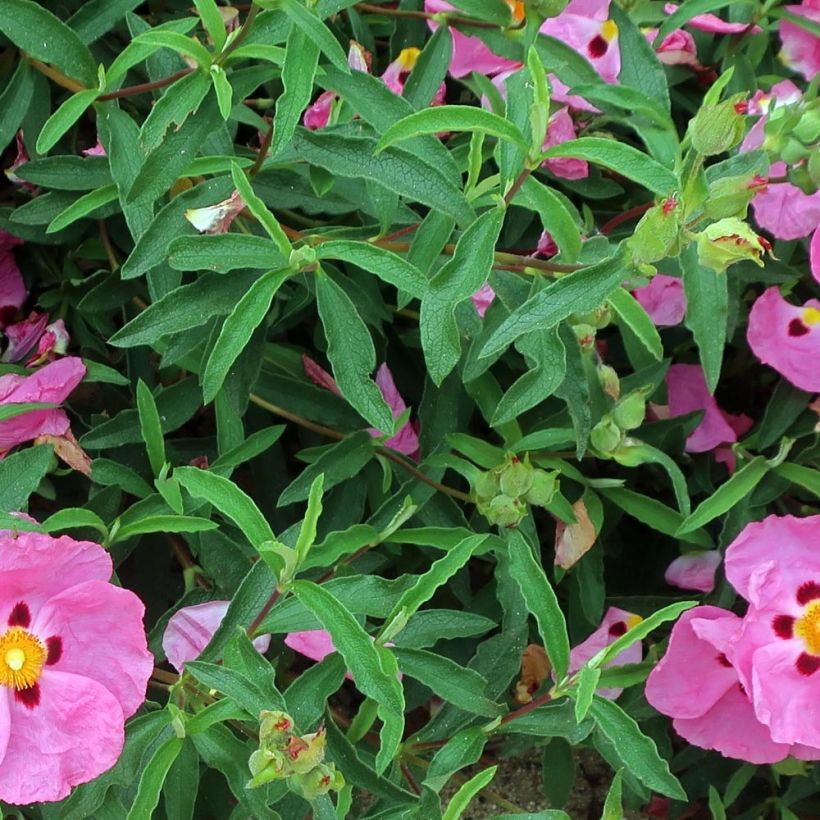 Jara purpúrea - Cistus purpureus Betty Taudevin (Follaje)