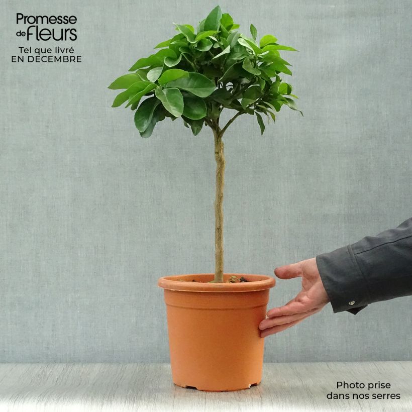 Citron rouge - Citrus Volkameriana ou Rangpur Pot de 4L/5L Ejemplar entregado en invierno