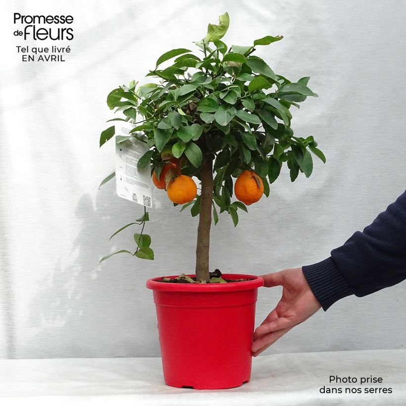 Limero​ Red Lime - Citrus aurantiifolia Maceta 3L/4L, 1/4 talloAltura de entrega aprox. 40/50cm Ejemplar entregado en la primavera