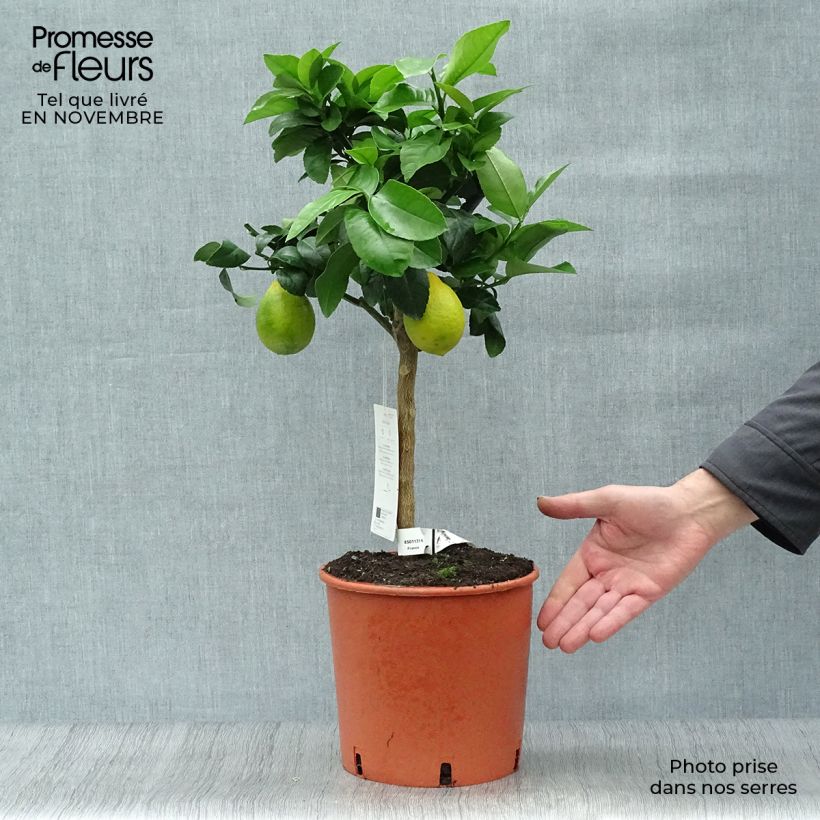 Ejemplar de Citronnier Meyer - Citrus x meyeri Pot de 4L/5L entregado en otoño