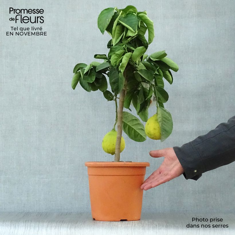 Ejemplar de Citrus Lipo - Citrus limon x Citrus paradisi Pot de 4L/5L entregado en otoño