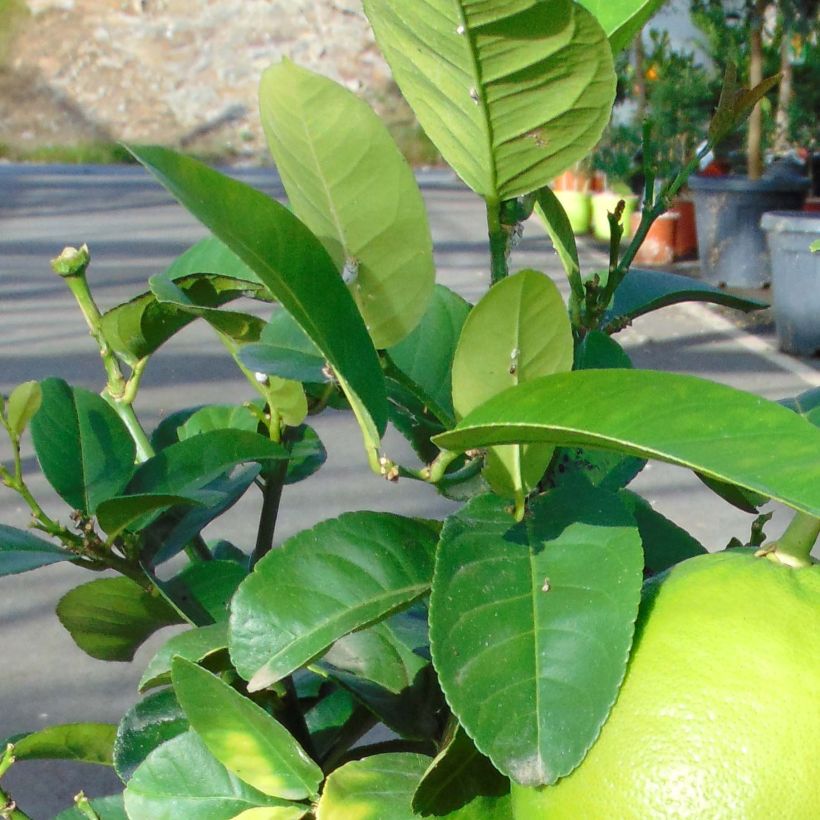 Pomelo - Citrus paradisi (Follaje)