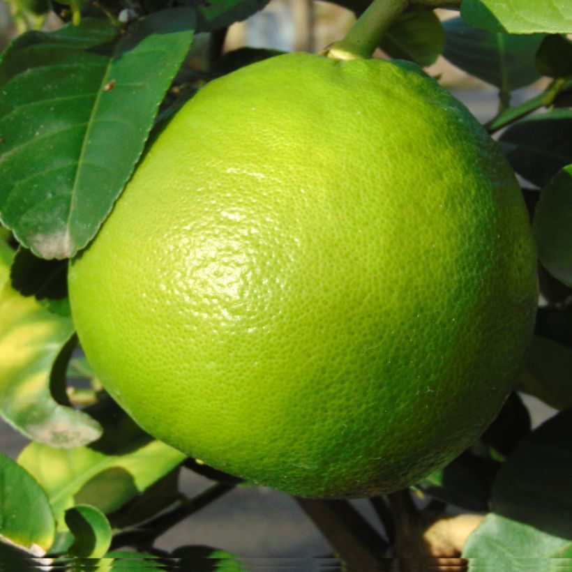 Pomelo - Citrus paradisi (Cosecha)