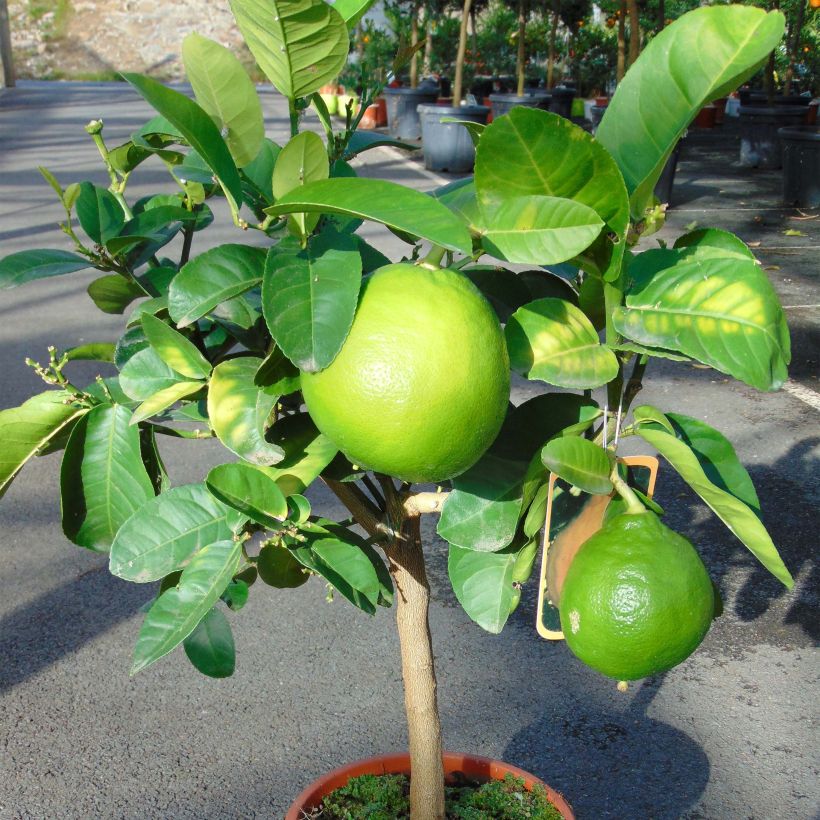 Pomelo - Citrus paradisi (Porte)