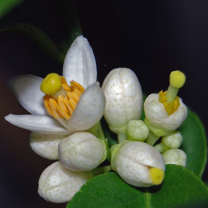 Limero​ - Citrus aurantiifolia (Floración)