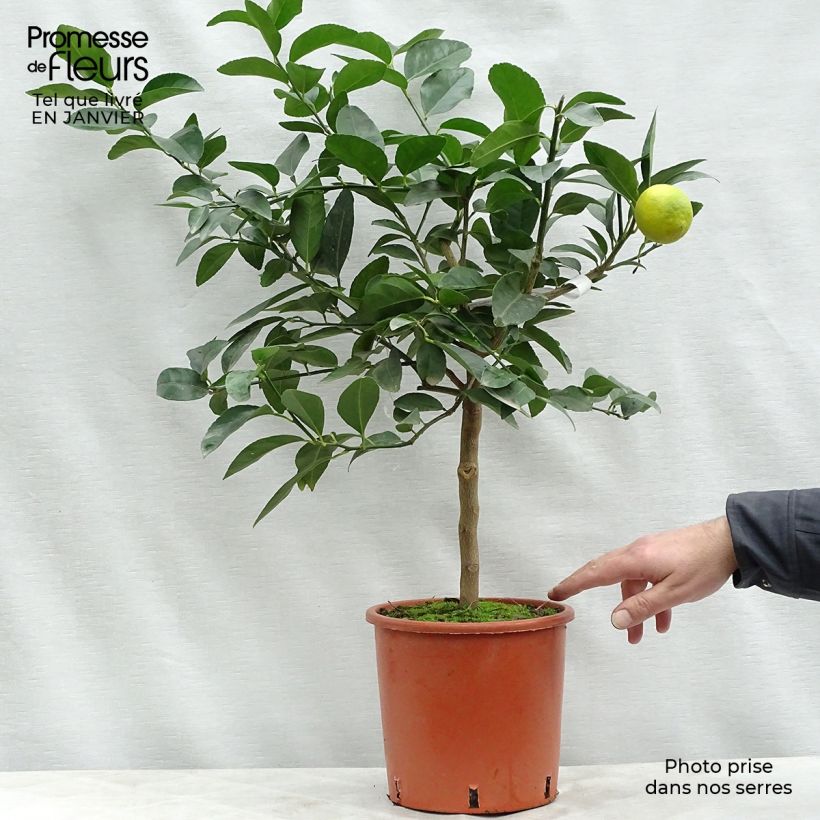 Citron vert - Citrus aurantifolia Pot de 4L/5L Ejemplar entregado en invierno