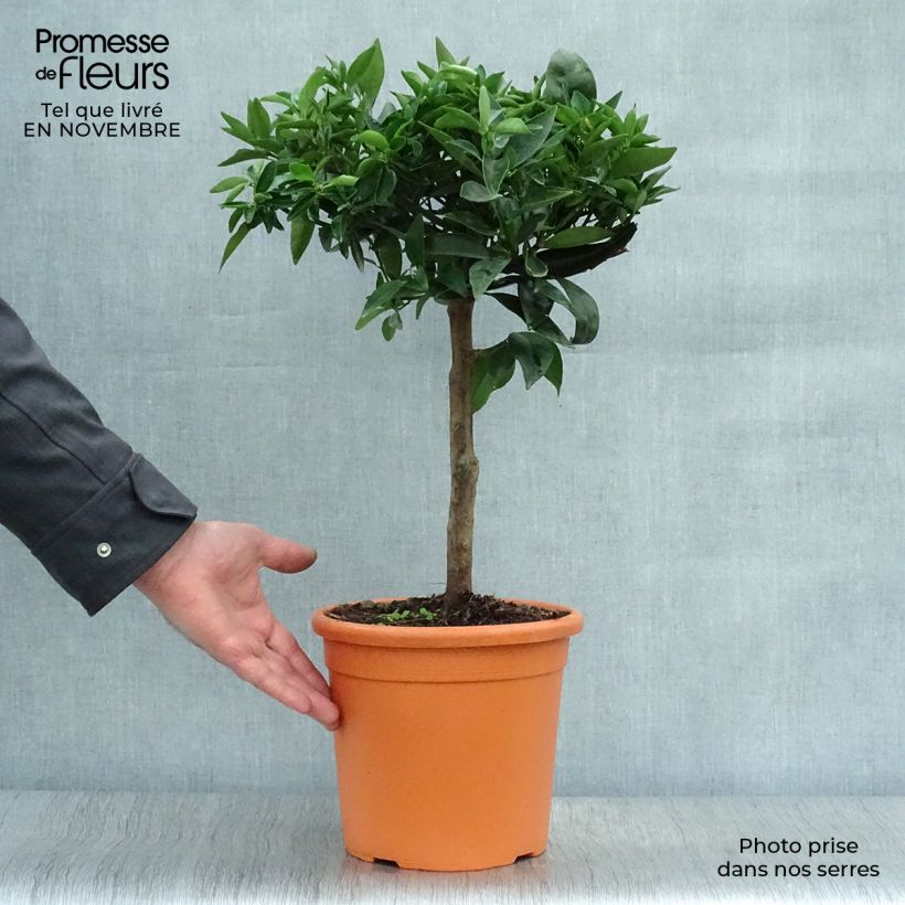 Ejemplar de Clémentinier - Citrus clementina Pot de 4L/5L entregado en otoño