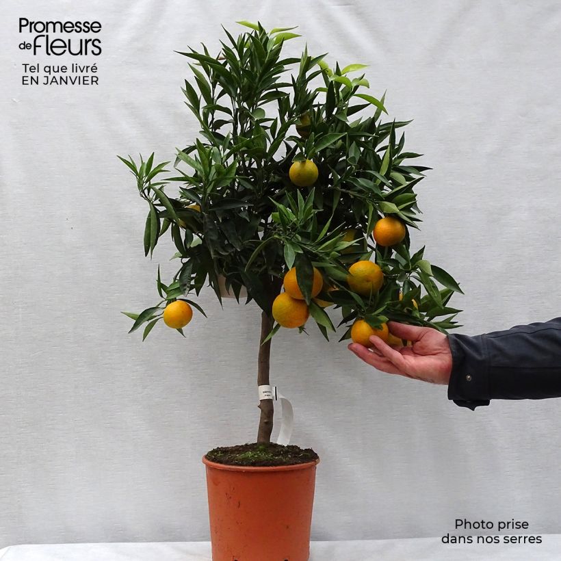 Clémentinier - Citrus clementina Pot de 4L/5L Ejemplar entregado en invierno