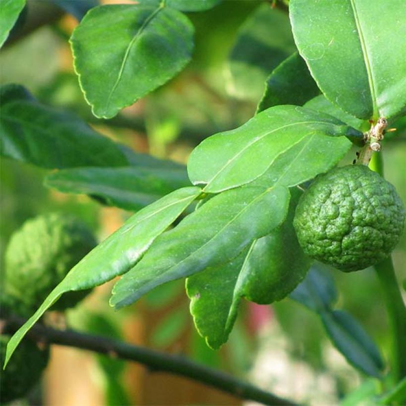 Combava - Citrus hystrix (Follaje)