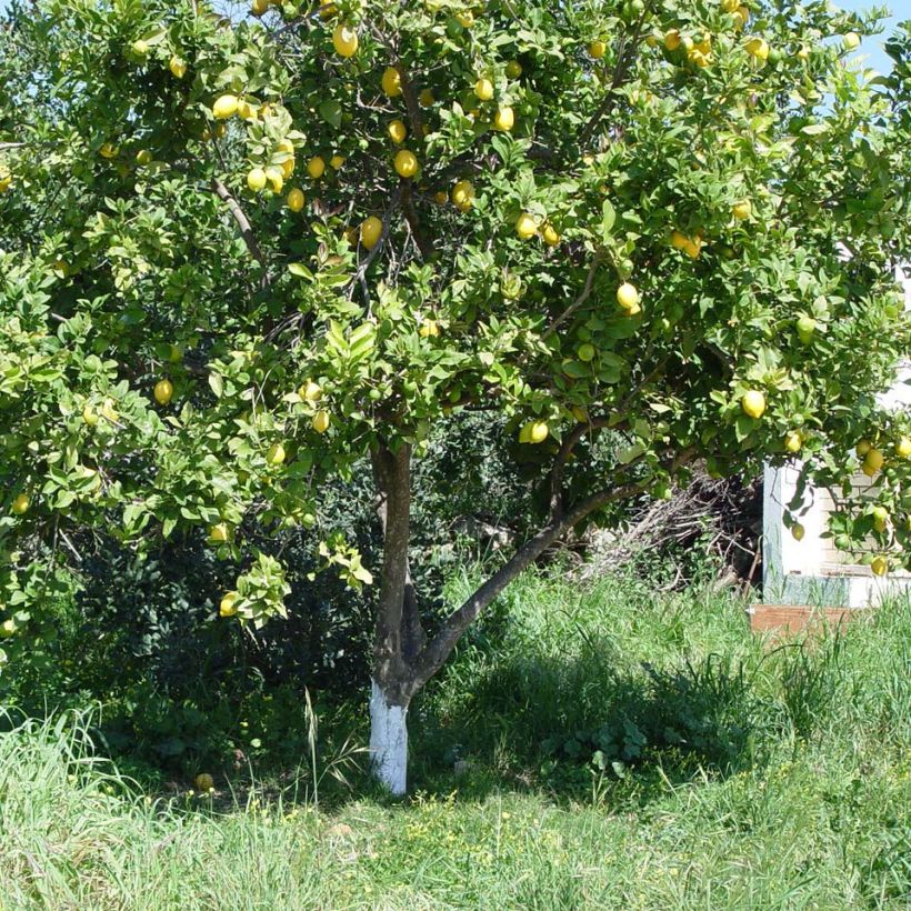 Limonero de las 4 estaciones - Citrus limon (Porte)