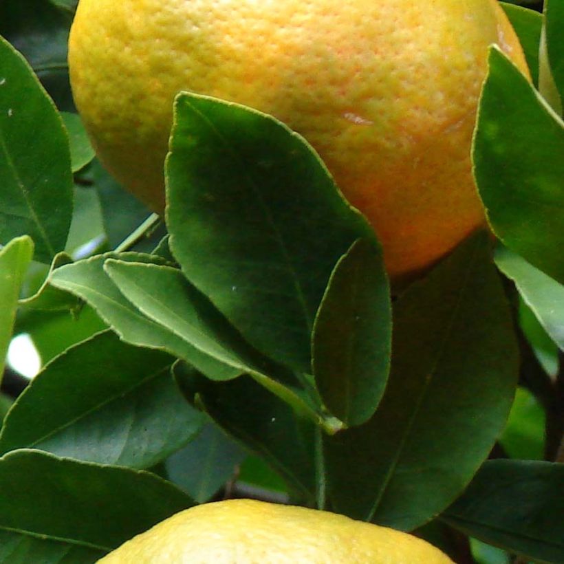 Mandaríno Keraji - Citrus reticulata (Follaje)