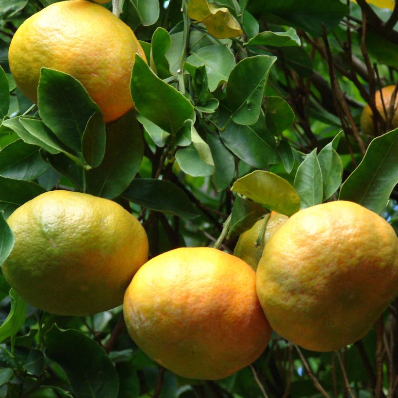 Mandaríno Keraji - Citrus reticulata (Cosecha)