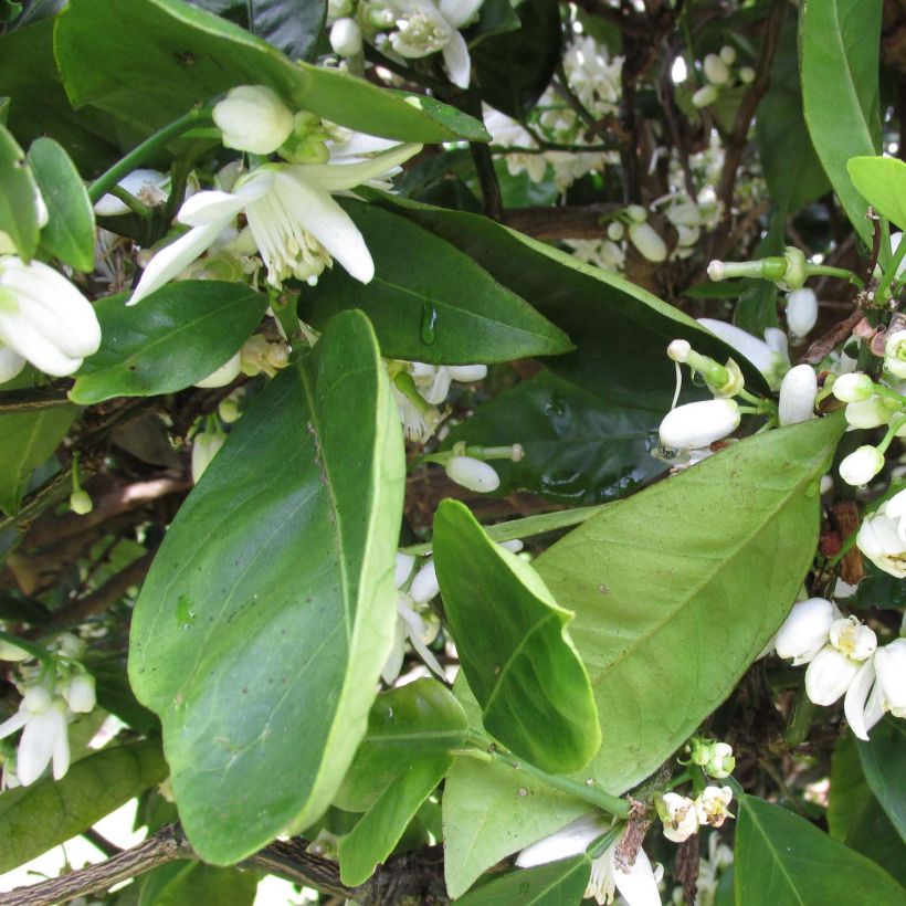 Naranjo Washington Navel - Citrus sinensis (Follaje)