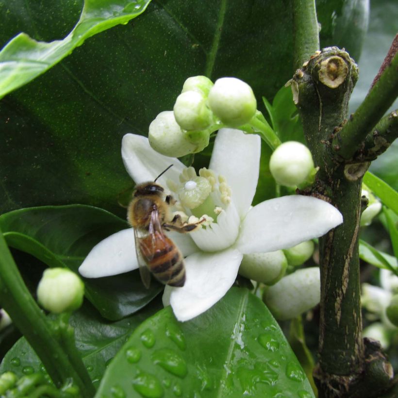 Naranjo Washington Navel - Citrus sinensis (Floración)