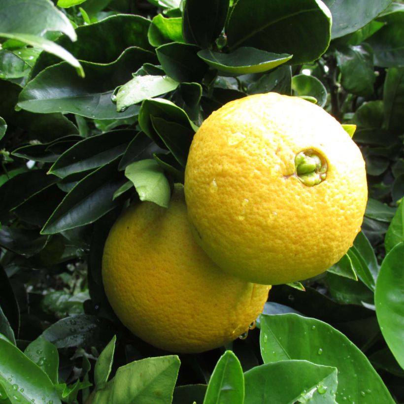 Naranjo Washington Navel - Citrus sinensis (Cosecha)