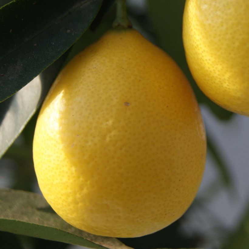 Limequat - Citrus floridana (Cosecha)