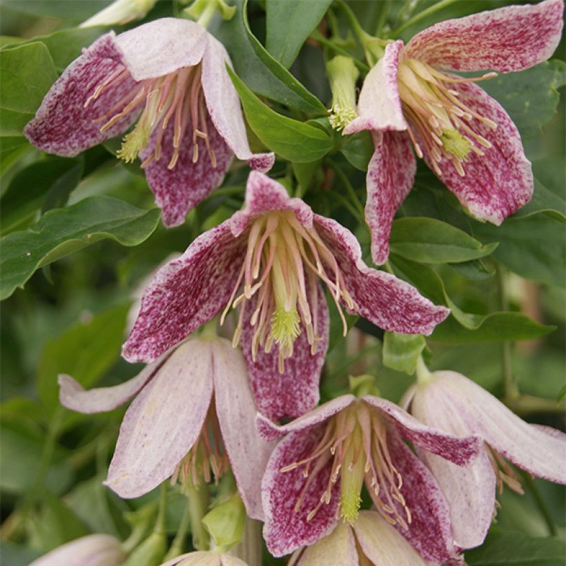 Clematis Advent Bells (Floración)