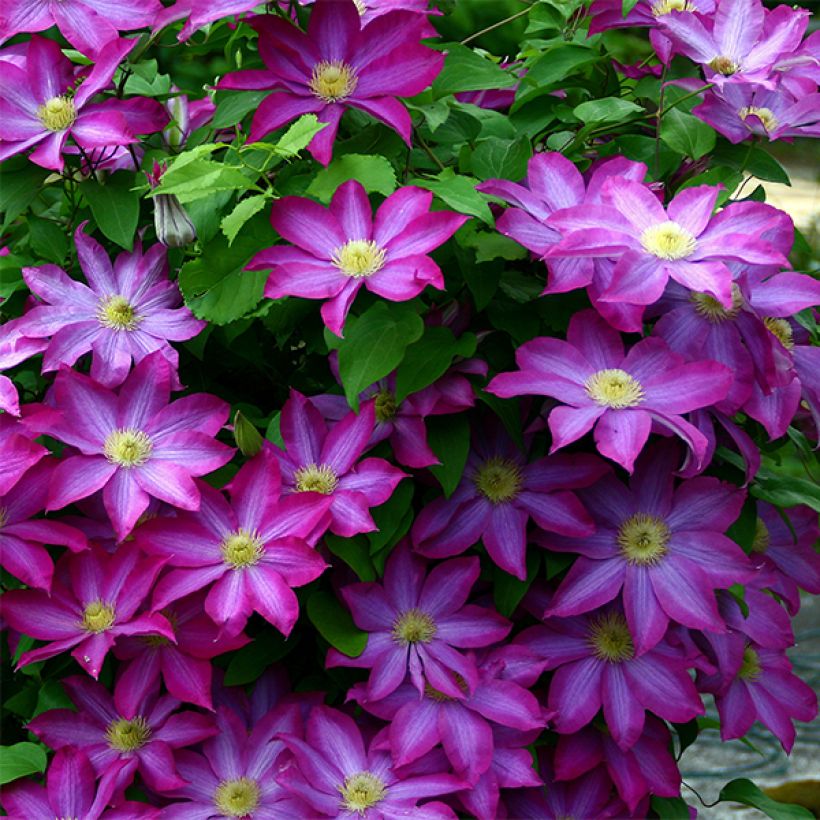 Clematis Kakio (Floración)