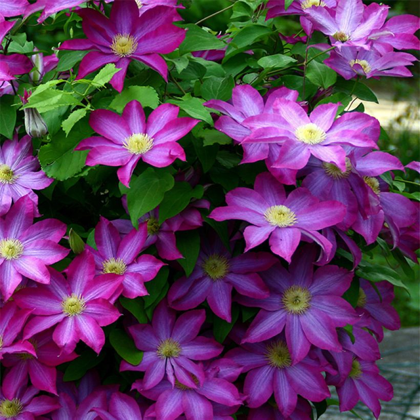 Clematis Kakio (Porte)