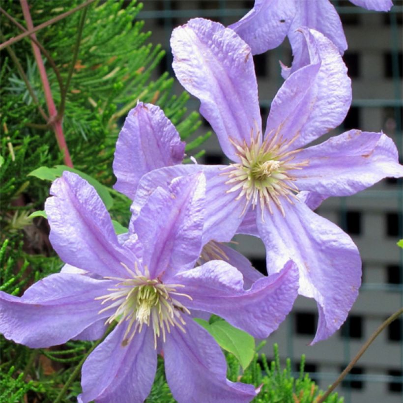 Clematis Prince Charles (Floración)