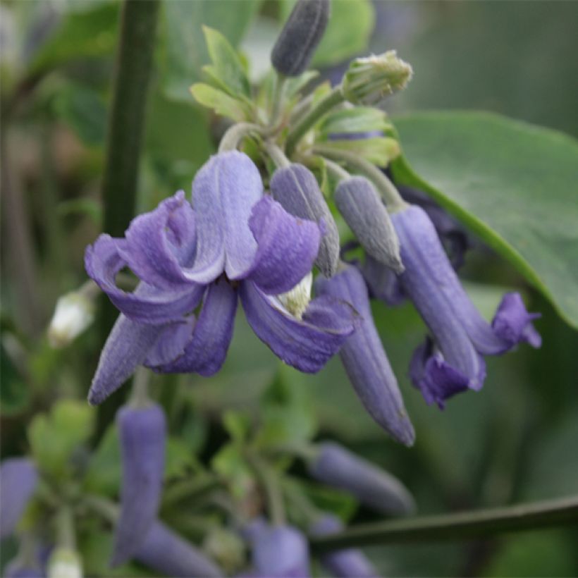 Clematis heracleifolia (Floración)