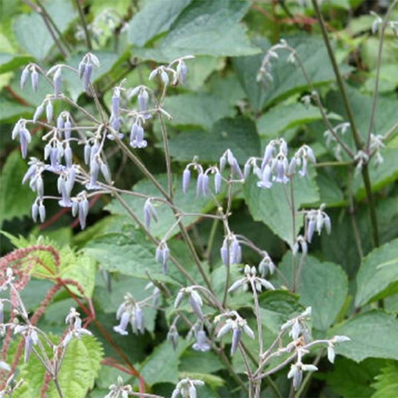 Clematis stans (Floración)