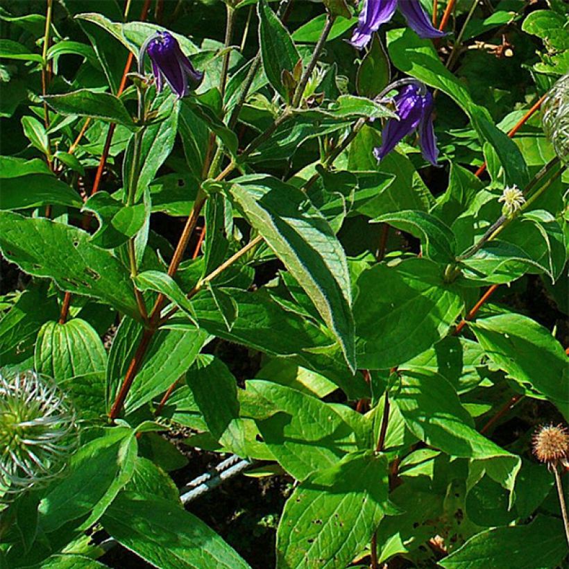 Clematis integrifolia - Clemátide (Follaje)