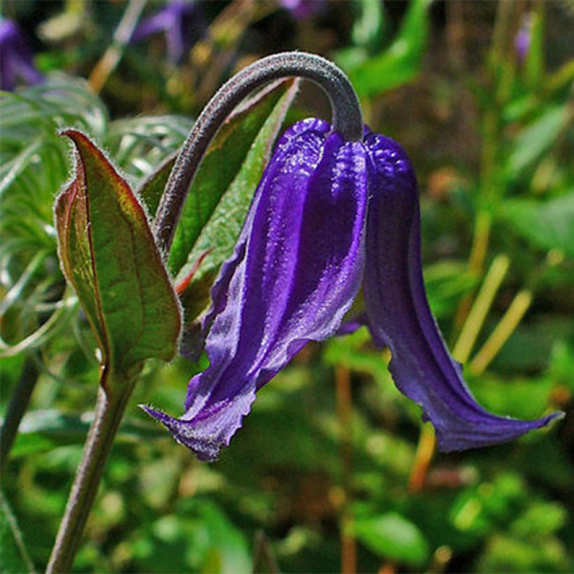 Clematis integrifolia - Clemátide (Floración)