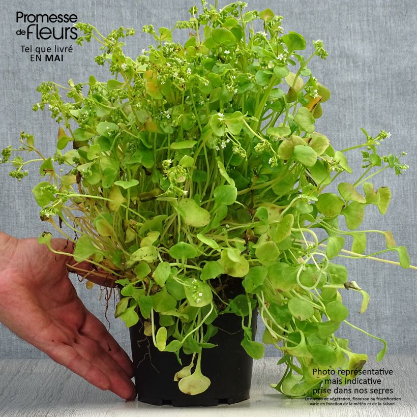 Claytonia perfoliata - Pourpier d’Hiver ou Claytone de Cuba Pot de 1,5L/2L Ejemplar entregado en la primavera