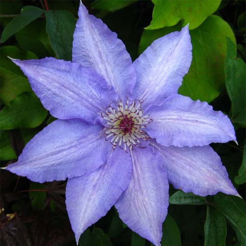 Clematis Alice Fisk (Floración)