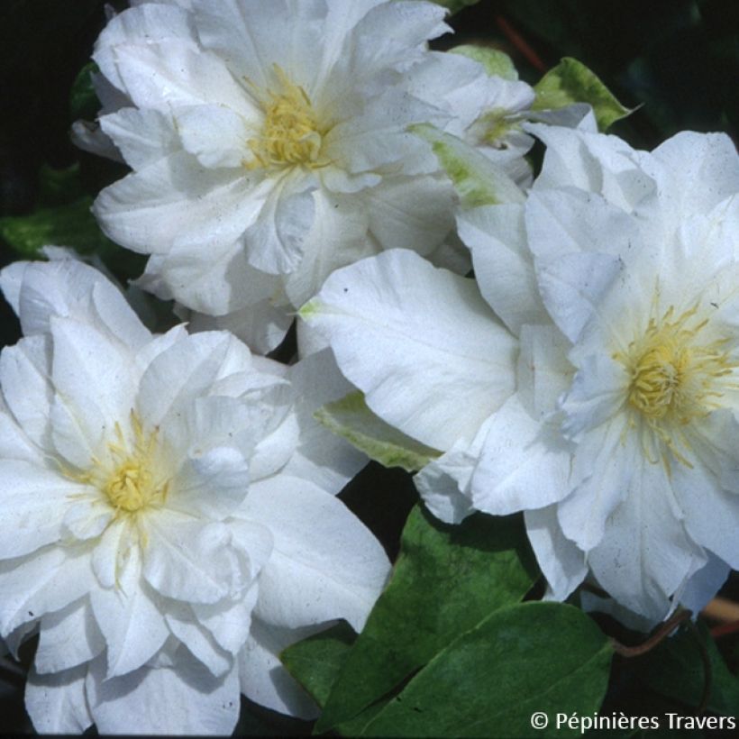 Clematis Arctic Queen (Floración)