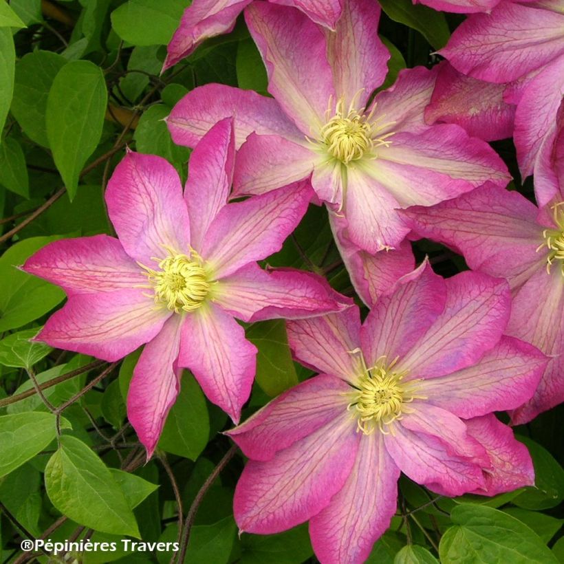 Clematis Asao (Floración)