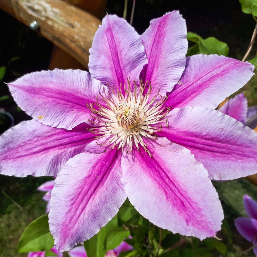 Clematis Docteur Ruppel (Floración)