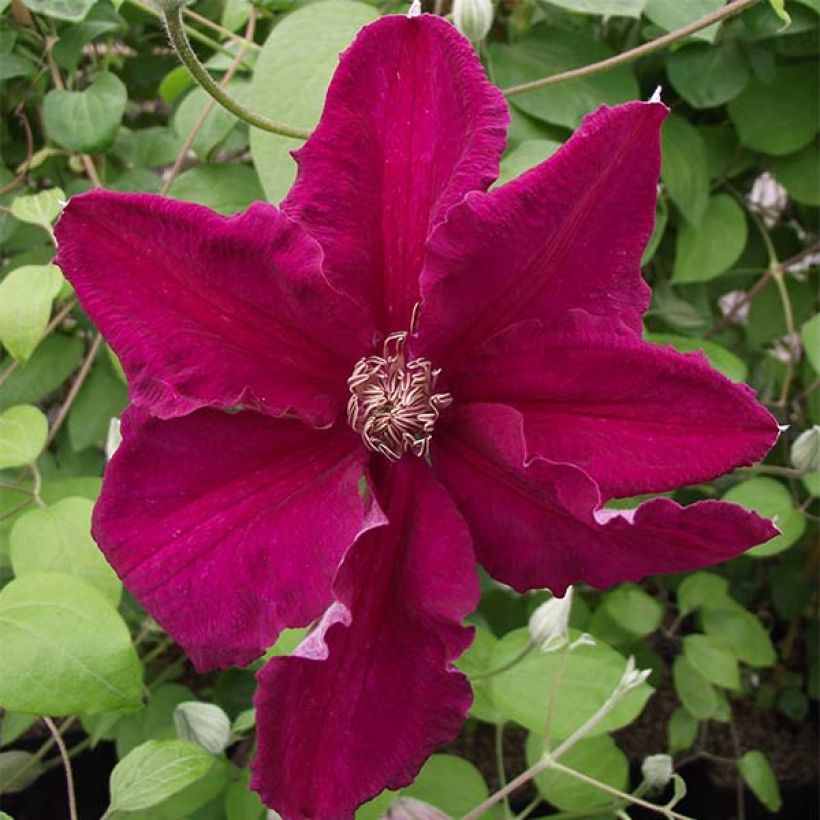 Clematis viticella Ernest Marckham (Floración)