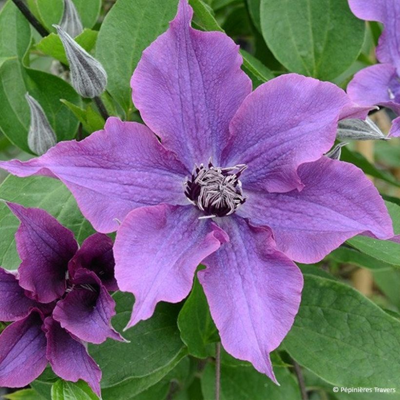 Clematis Guiding Promise (Floración)