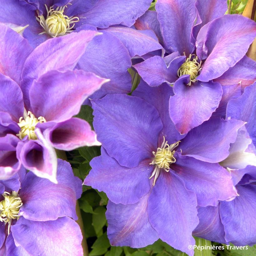 Clematis H. F. Young (Floración)