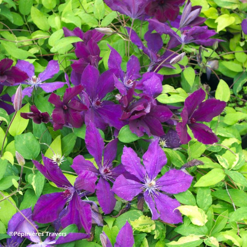 Clematis Honora (Floración)