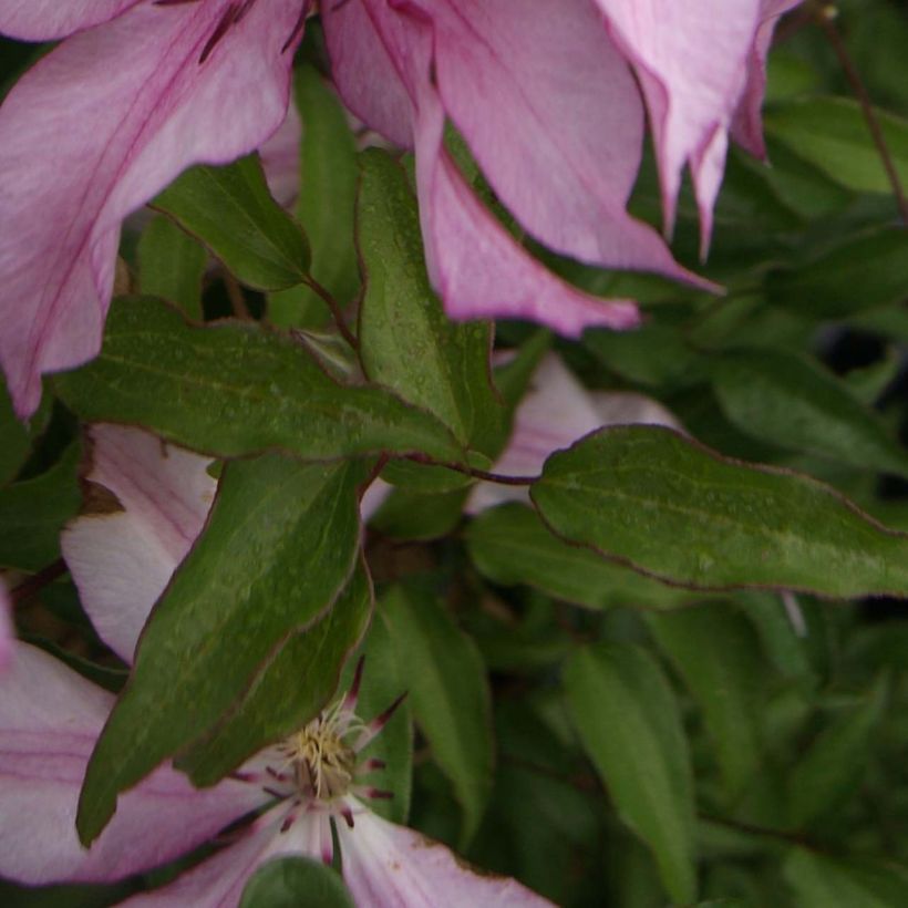 Clematis Isabella (Follaje)