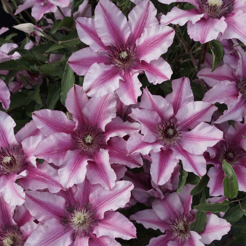 Clematis Isabella (Floración)