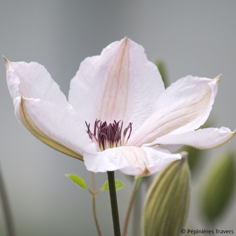 Clematis Jan Pawel II (Floración)